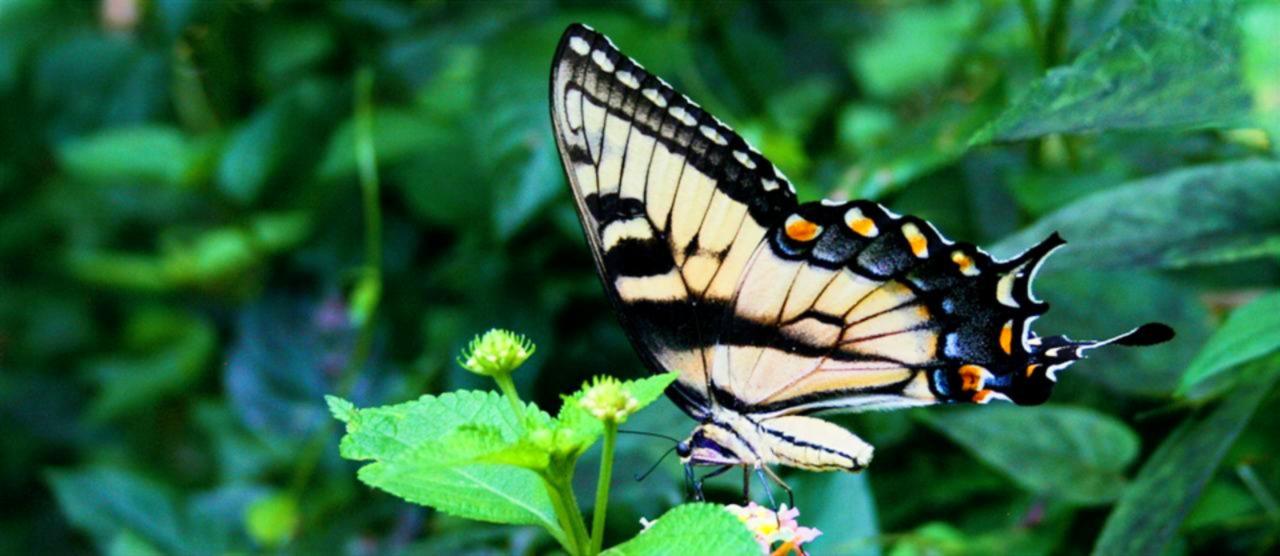 butterfly